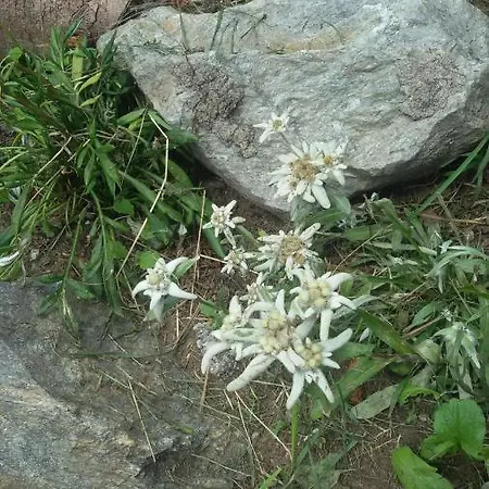 Rifugio Stella Alpina *